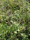 Persicaria orientalis