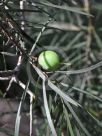 Persoonia linearis