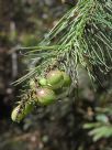 Persoonia pinifolia