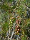 Persoonia pinifolia