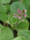 Petasites fragrans