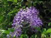 Petrea volubilis