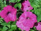 Petunia hybrida