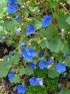 Phacelia campanularia