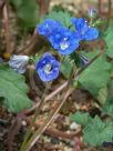 Phacelia campanularia