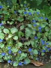 Phacelia campanularia