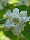 Philadelphus coronarius