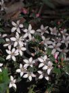 Philotheca buxifolia buxifolia