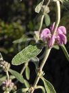 Phlomis purpurea