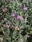 Phlomis purpurea