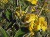 Phlomis fruticosa