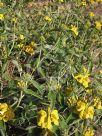 Phlomis fruticosa