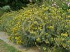 Phlomis fruticosa