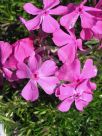 Phlox subulata