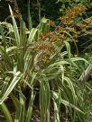 Phormium cookianum hookeri Tricolor