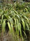 Phormium cookianum hookeri Tricolor