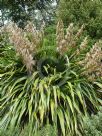 Phormium cookianum