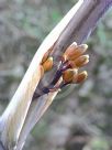 Phormium tenax