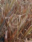 Phormium Bronze Baby