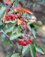 Photinia davidiana