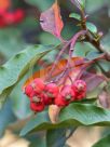 Photinia davidiana