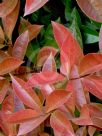 Photinia glabra Rubens