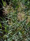 Phragmites australis