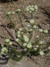 Phylica plumosa