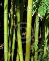 Phyllostachys aurea