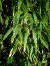 Phyllostachys aurea