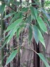 Phyllostachys nigra