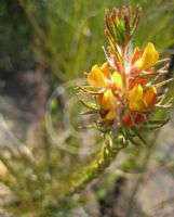 Phyllota grandiflora