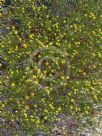 Phyllota phylicoides
