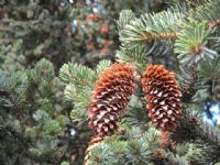 Picea abies