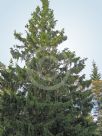 Picea abies