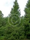 Picea abies