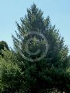 Picea sitchensis