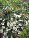 Pieris japonica