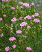 Pimelea ferruginea