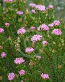 Pimelea ferruginea