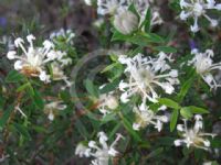 Pimelea ligustrina