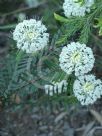 Pimelea linifolia