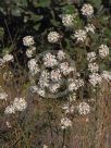 Pimelea linifolia