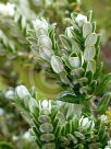 Pimelea nivea