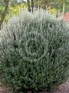 Pimelea nivea