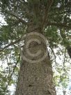 Pinus contorta