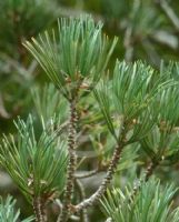 Pinus flexilis