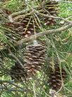 Pinus halepensis