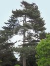 Pinus nigra laricio