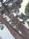 Pinus pinaster